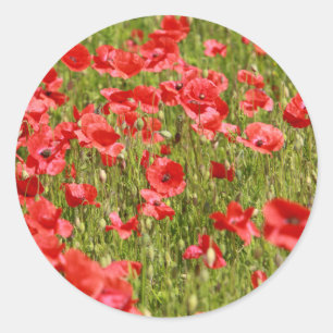 Poppy fält - häpnadsväckande! runt klistermärke