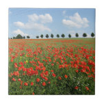 Poppy Fält i Bloom Kakelplatta<br><div class="desc">Poppy fält,  röda vallmoblommor i blomning.</div>