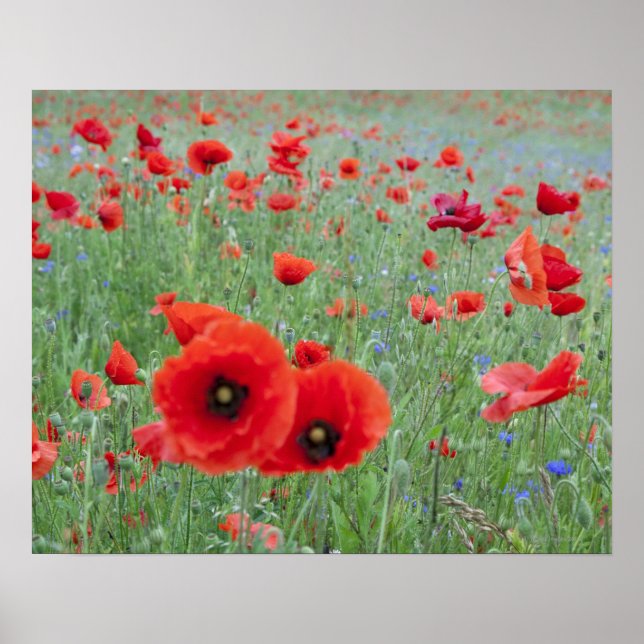Poppy fält i Vernon. Poster (Framsidan)
