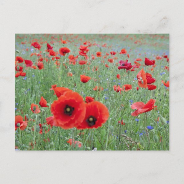 Poppy fält i Vernon. Vykort (Framsida)