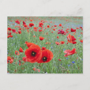Poppy fält i Vernon. Vykort