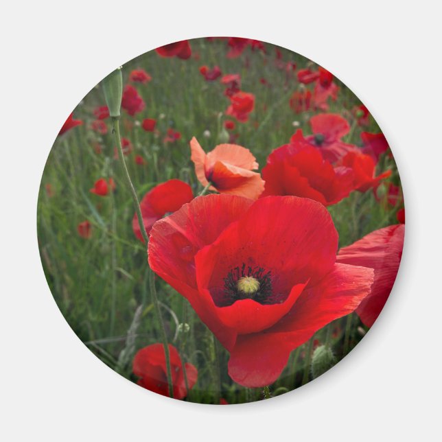Poppy Fält Magnet (Framsidan)