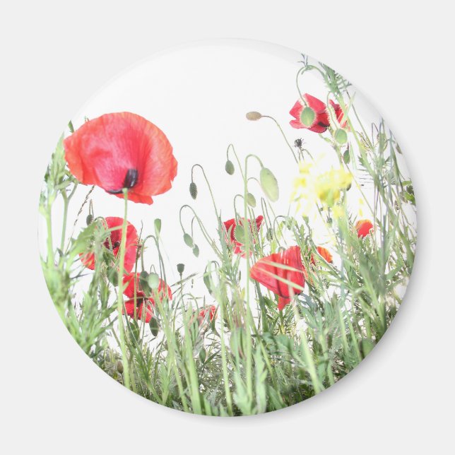 Poppy fält Nature blommar blommor Magnet (Framsidan)
