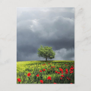 Poppy Fält och Cloudy Himlar Vykort