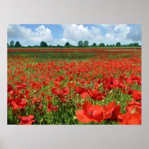 Poppy Fält Poster