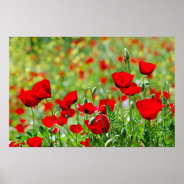 Poppy fält poster (Framsidan)