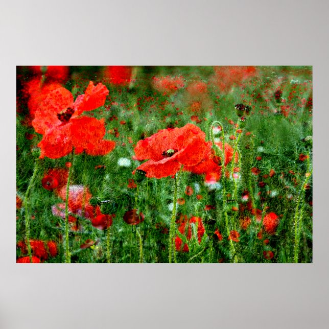 Poppy Fält Poster utskrift (Framsidan)