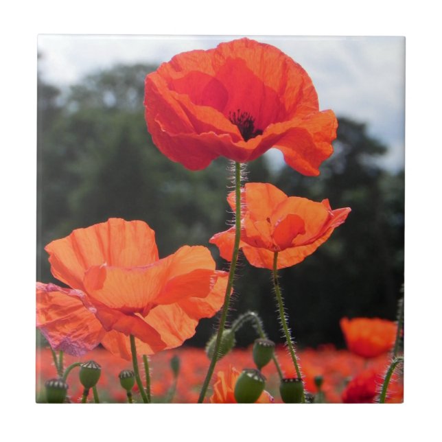 Poppy Fält, Rosy Tangerine Flowers Kakelplatta (Framsidan)