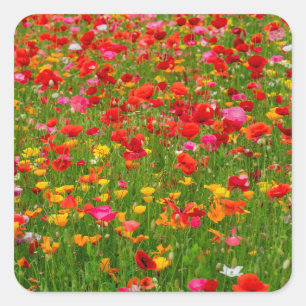 Poppy Fält Stickers Fyrkantigt Klistermärke