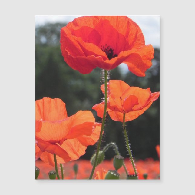 Poppy Fält, vackra blommor, (Framsida)