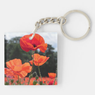 Poppy Fält, vackra blommor,