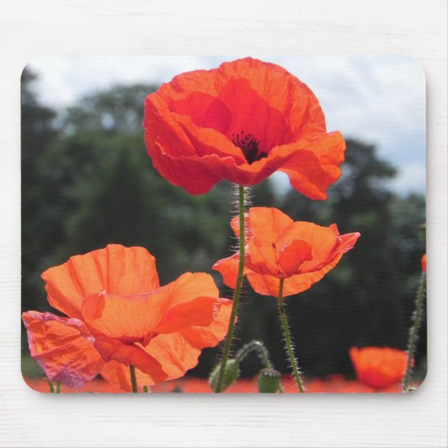 Poppy Fält, vackra blommor, Musmatta (Framsidan)