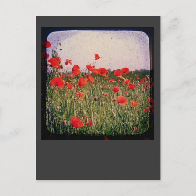 Poppy Fält Vykort (Framsida)