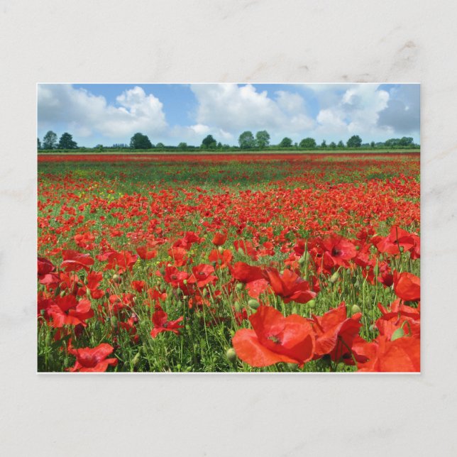 Poppy Fält Vykort (Framsida)