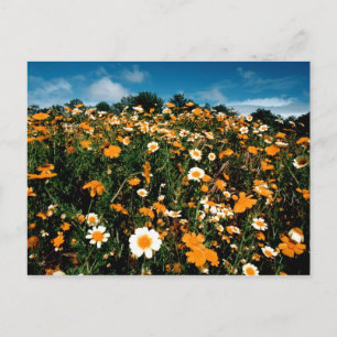 Poppy Festival California Vykort