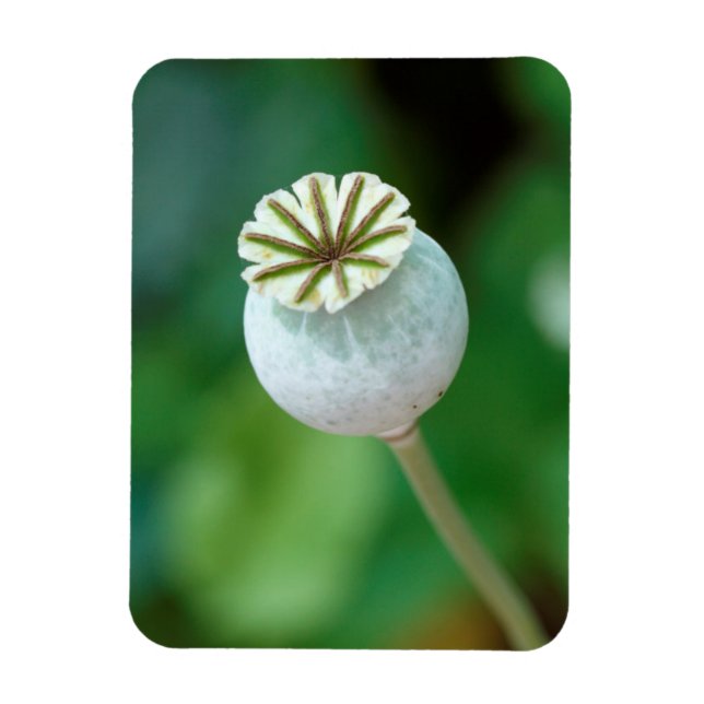Poppy Flower Head Seed, Westerna Kap Magnet (Vertikal)