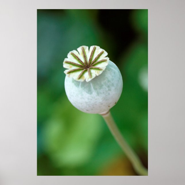 Poppy Flower Head Seed, Westerna Kap Poster (Framsidan)