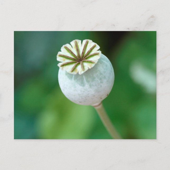 Poppy Flower Head Seed, Westerna Kap Vykort (Framsida)