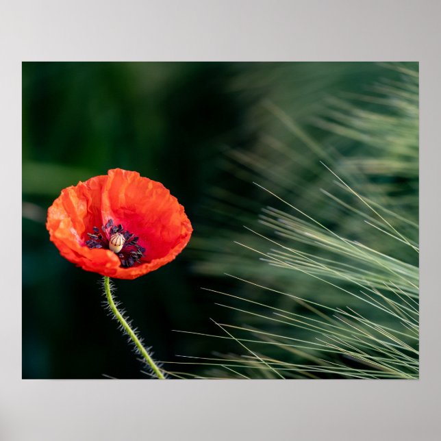 Poppy Flower Poster (Framsidan)