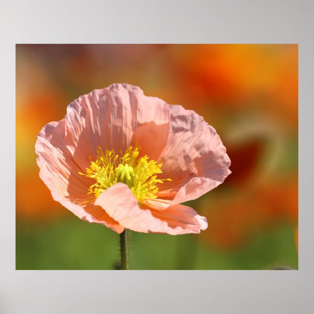 Poppy Flower Poster (Framsidan)