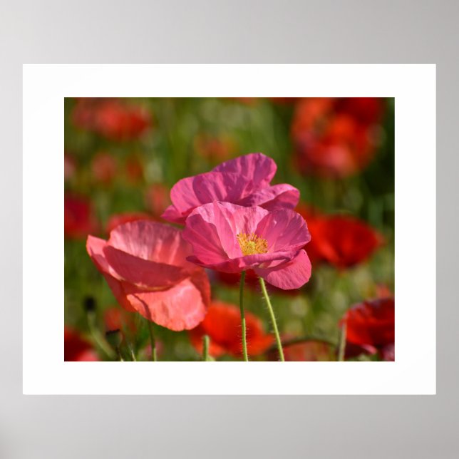 Poppy Flower Poster (Framsidan)