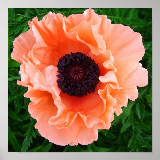 Poppy Flower Poster Print (Framsidan)