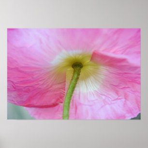 Poppy Flower under Petals Photographic Art Print Poster