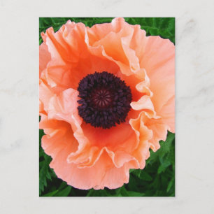 Poppy Flower vycard Vykort