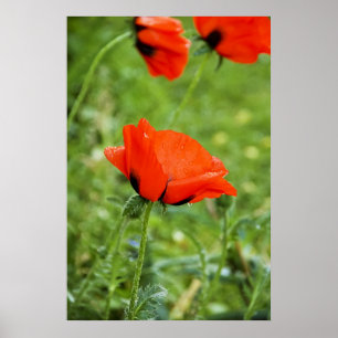 Poppy Framed Print Poster