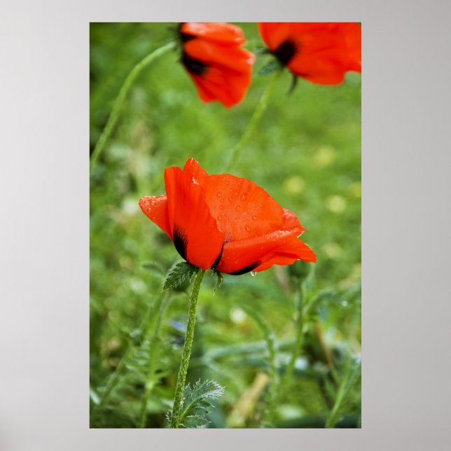 Poppy Framed Print Poster (Framsidan)