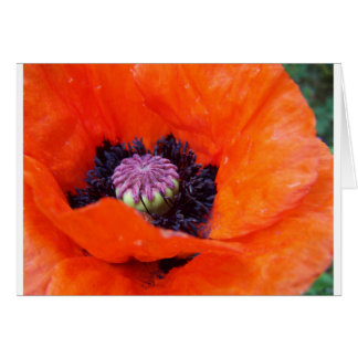 Poppy Hälsningskort