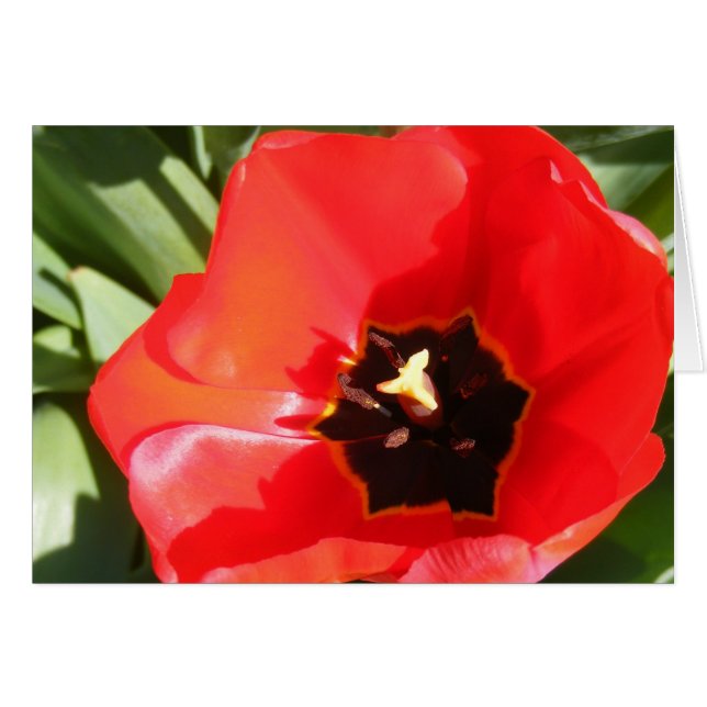 Poppy Hälsningskort (Framsidan Horizontal)