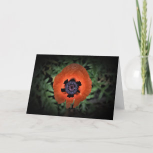 Poppy, kort