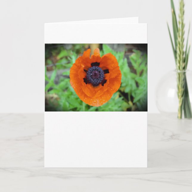 Poppy, kort (Framsida)