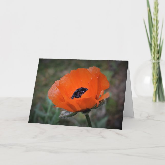 Poppy, kort (Framsida)