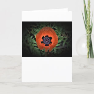 Poppy, kort
