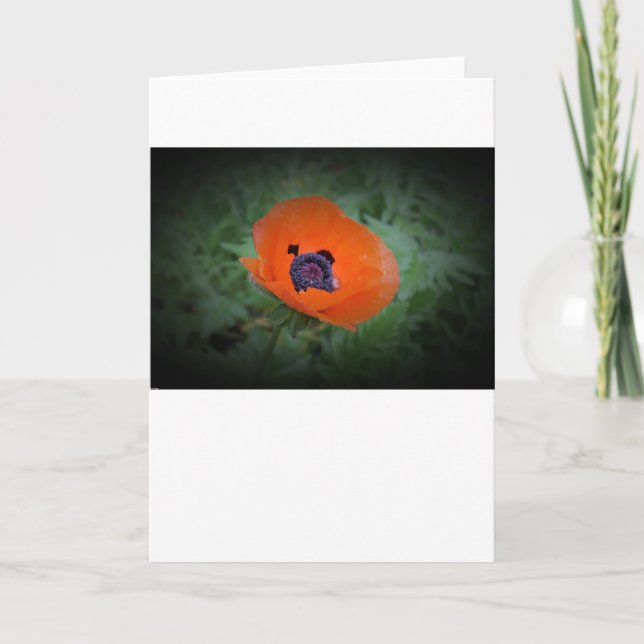 Poppy, kort (Framsida)