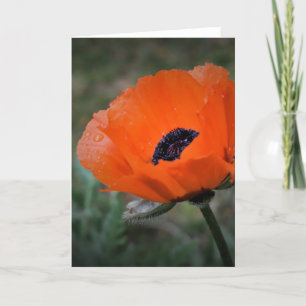 Poppy, kort
