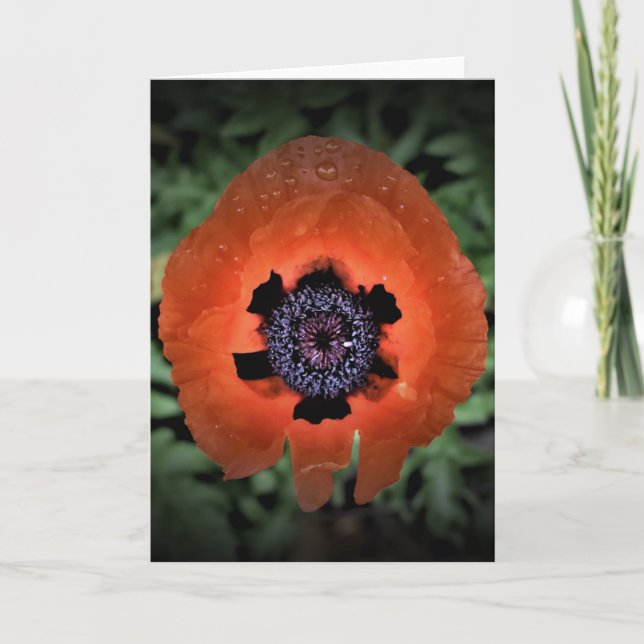 Poppy, kort (Framsida)