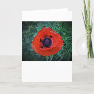 Poppy, kort