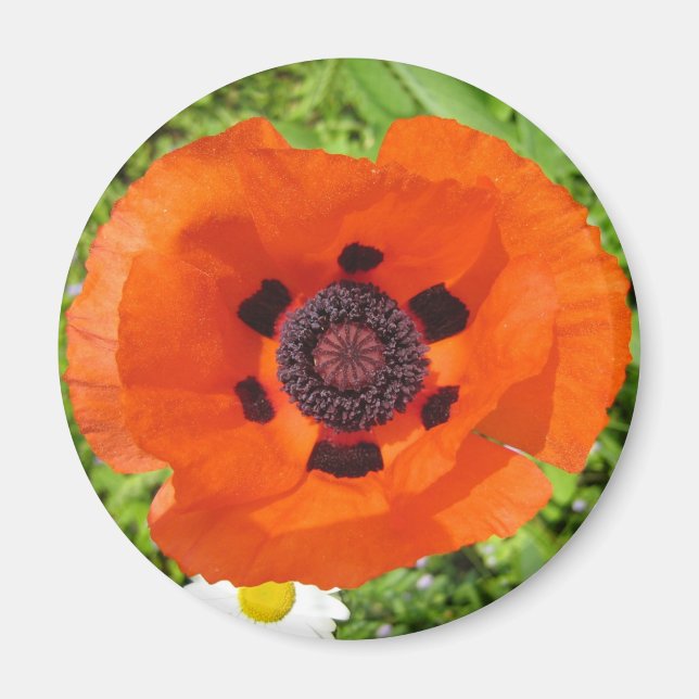 Poppy Magnet (Framsidan)