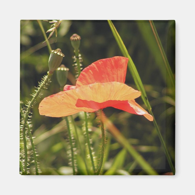 Poppy Magnet (Framsidan)