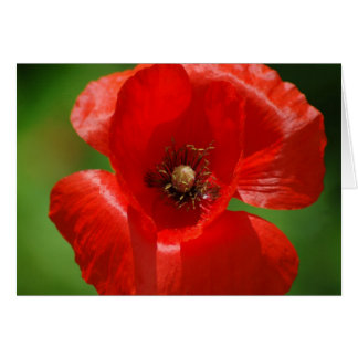 Poppy OBS Kort