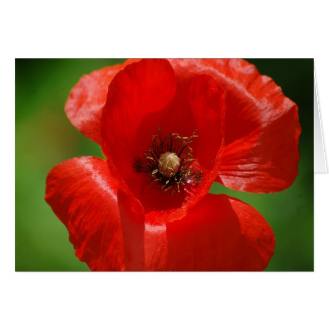 Poppy OBS Kort (Framsidan Horizontal)