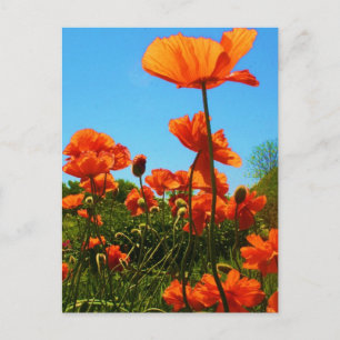 Poppy Photo Vykort