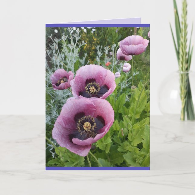 Poppy Poppies Rosa lila blommor Birday Card Kort (Framsida)