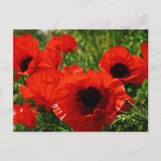 Poppy Postcard Vykort