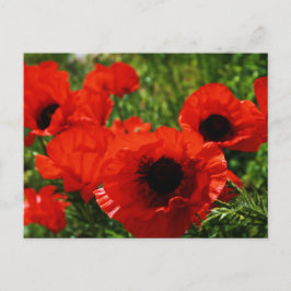 Poppy Postcard Vykort