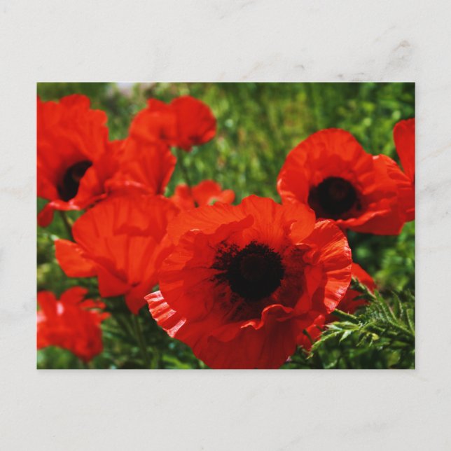 Poppy Postcard Vykort (Framsida)