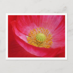Poppy Postcard Vykort